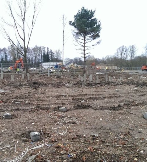  A pair of trees remain while surrounded by the activity of foresters.