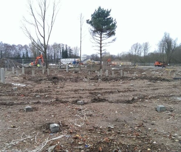  A pair of trees remain while surrounded by the activity of foresters.